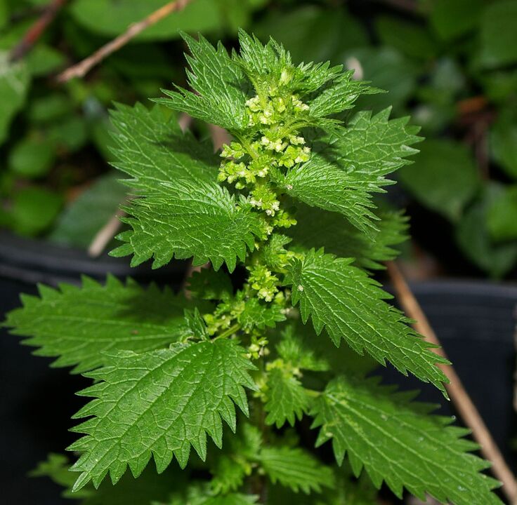 Stinging nettle - composition Prostovit