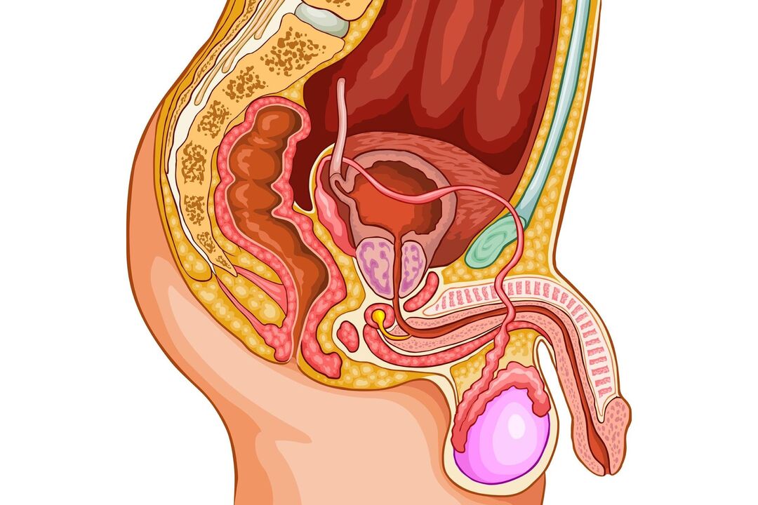 male reproductive system